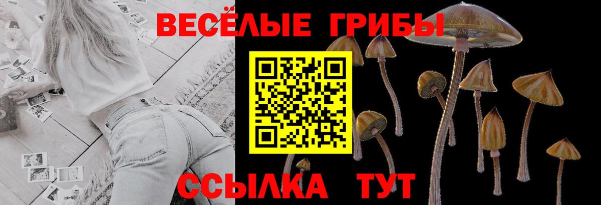 Тара  Псилоцибиновые грибы GOLDEN TEACHER  Вход с VPN  Галлюциногенные грибы Psilocybe 